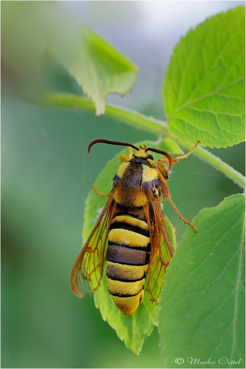 Hornissen-Glasflügler (Sesia apiformis)