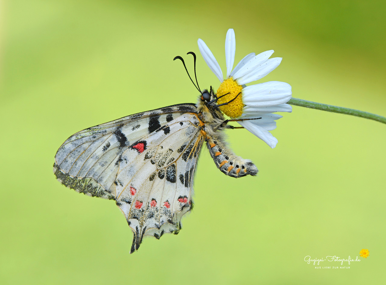 Osterluzeifalter