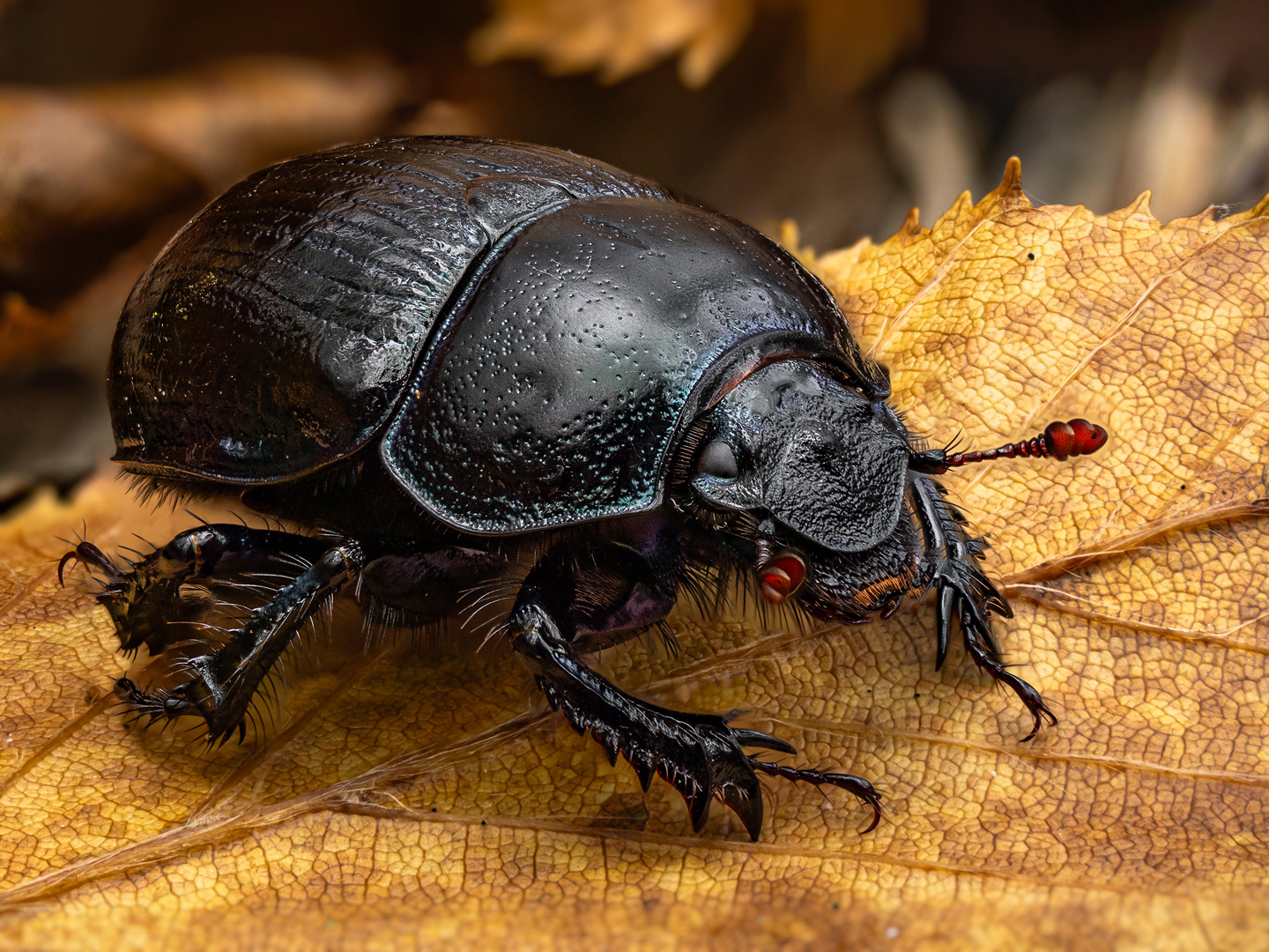 Waldmistkäfer   (Anoplotrupes stercorosus )