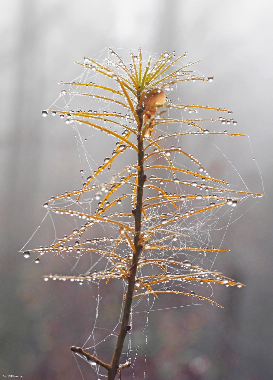 Tautropfenlametta fürs Lärchenbäumchen