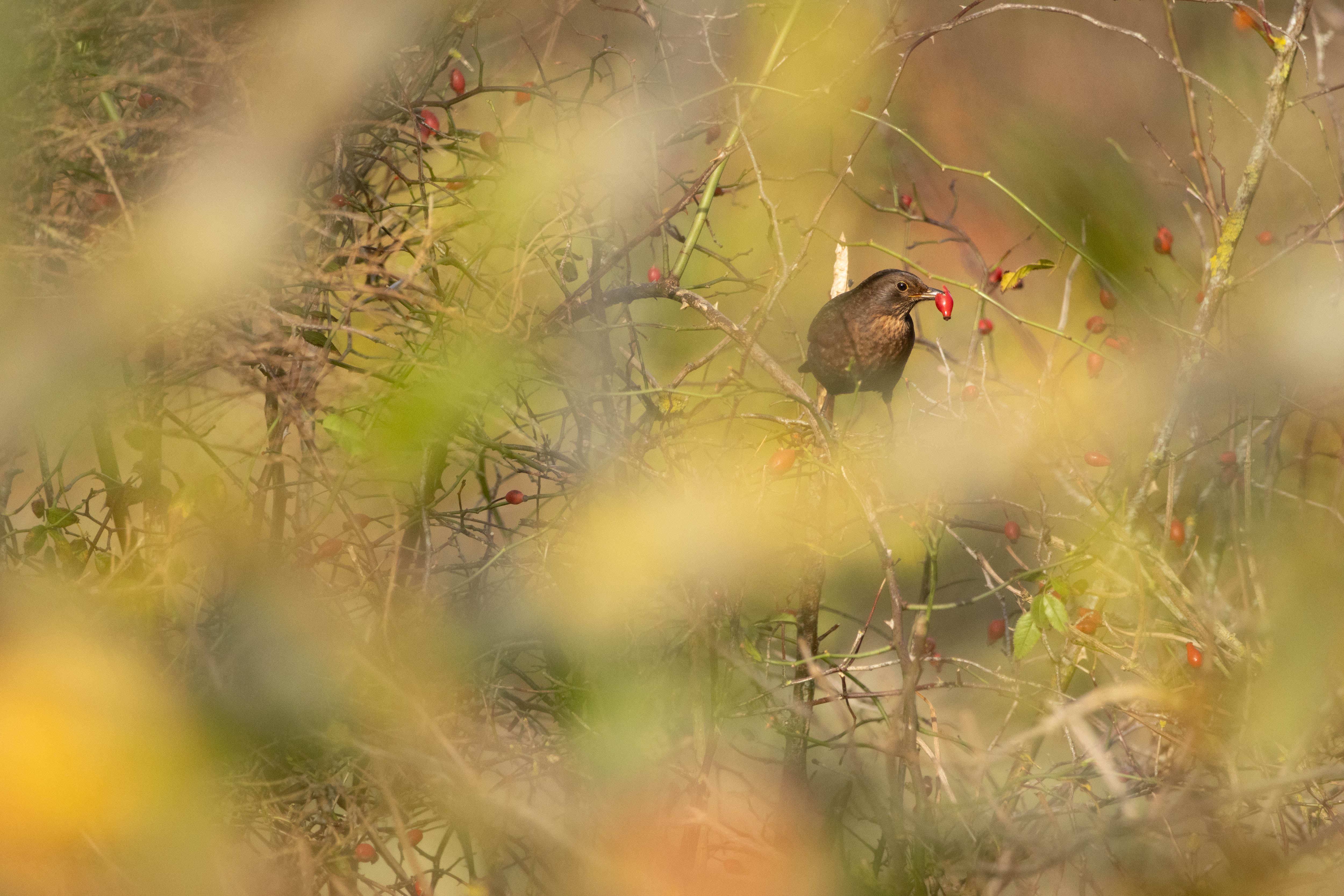 Amsel im Dickicht
