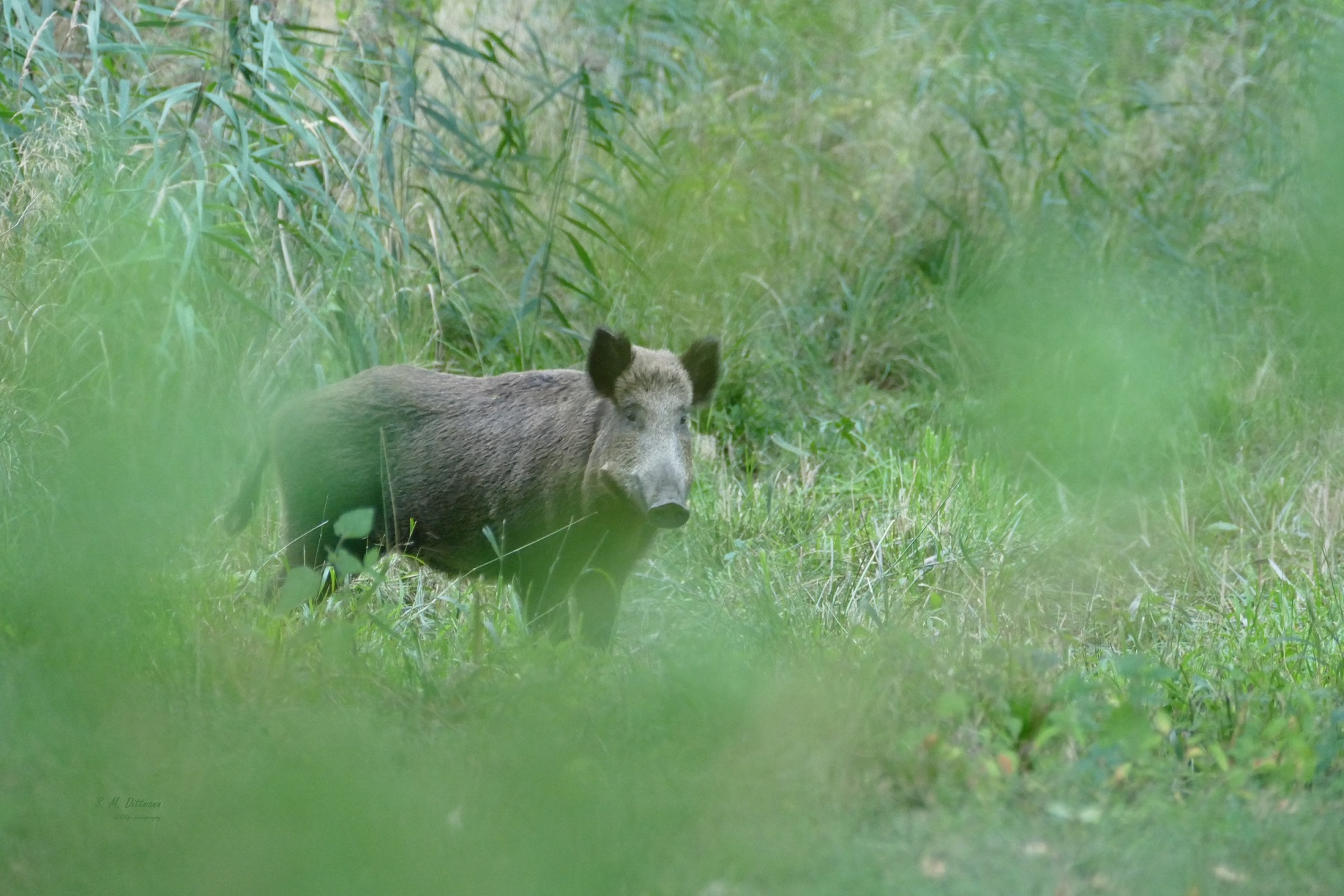 Schwein gehabt