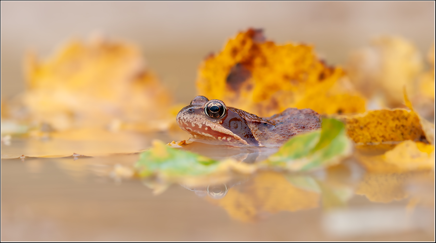 Herbstlich...