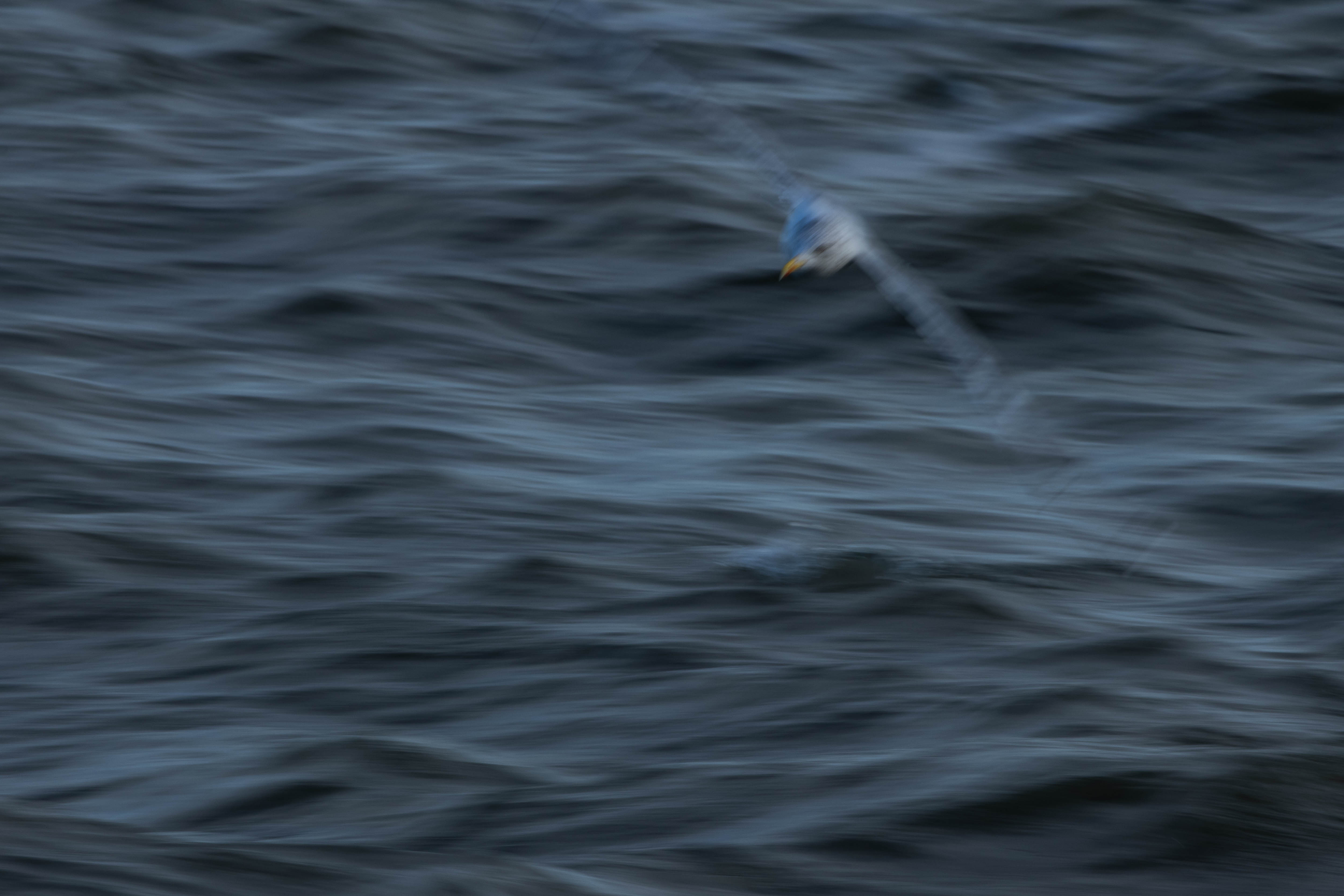 Möwe auf den Wellen