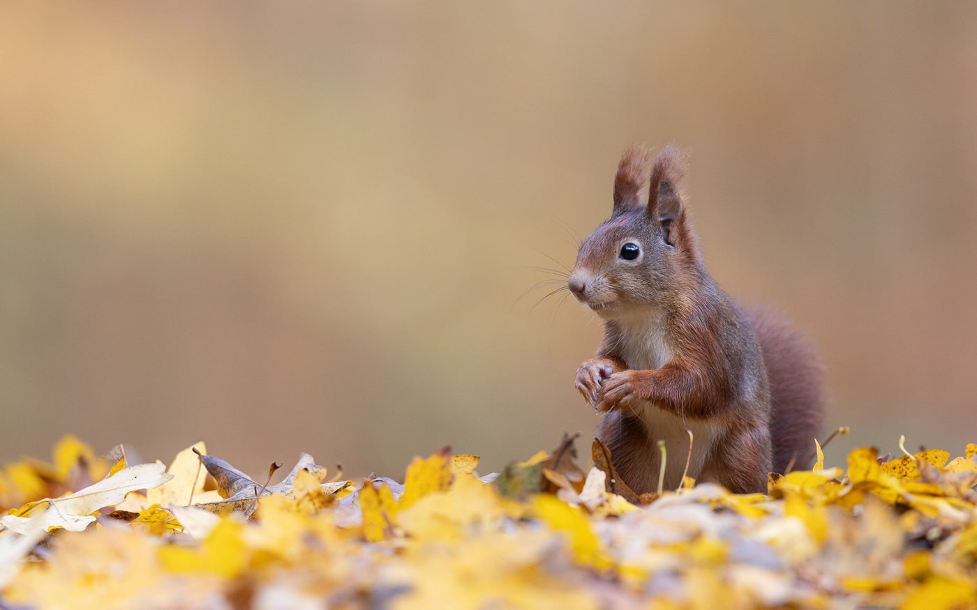 Goldener November