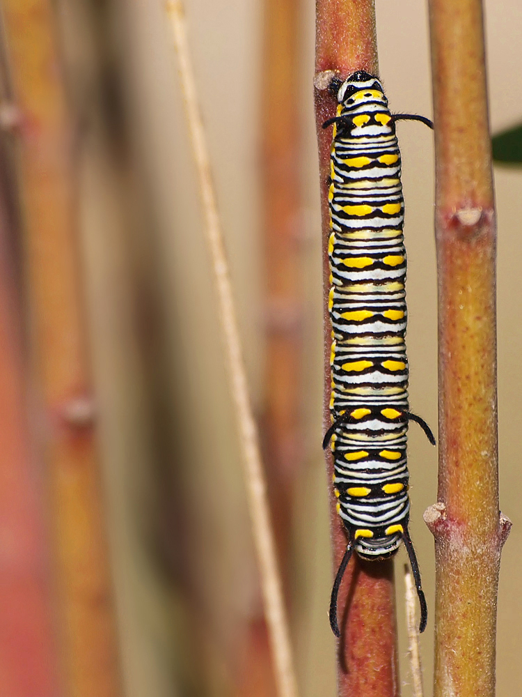 Die Raupe des Kleinen Monarch (Danaus chrysippus)