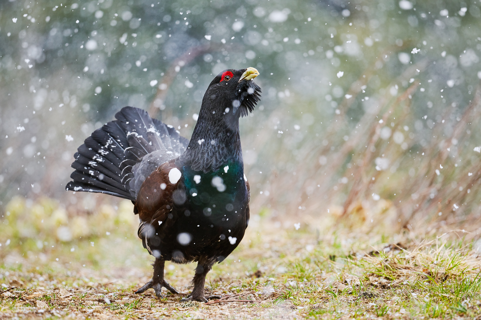 let it snow