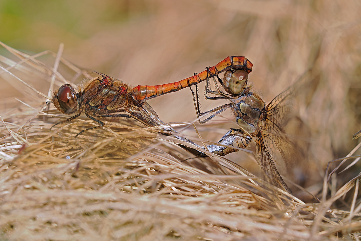 Überrascht war ich,als ich heute bei 14° und etwas Sonne