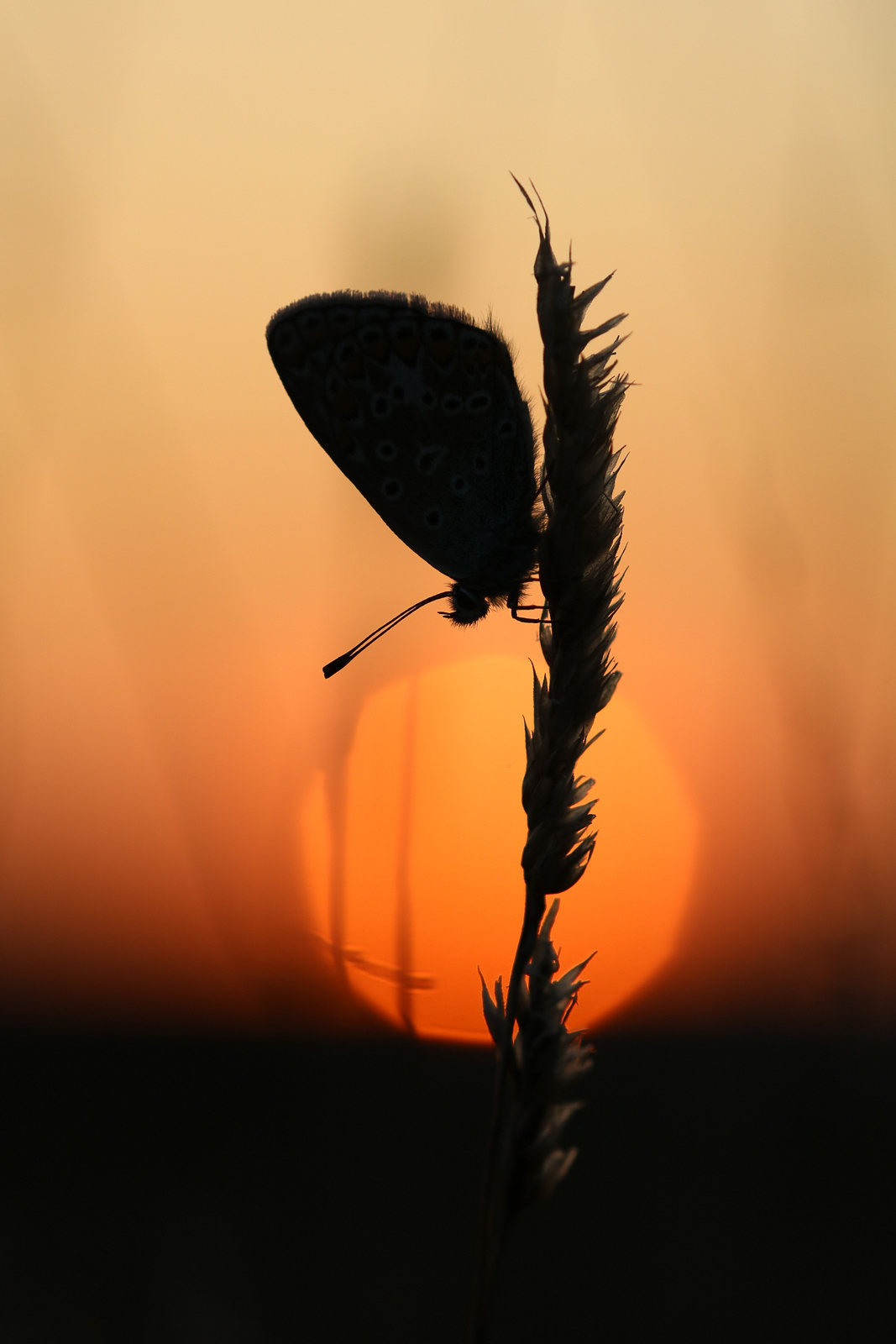 Spätsommerabend