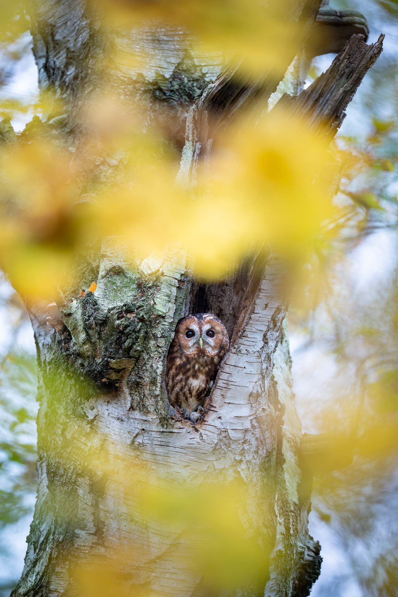 Herbst-Kauz