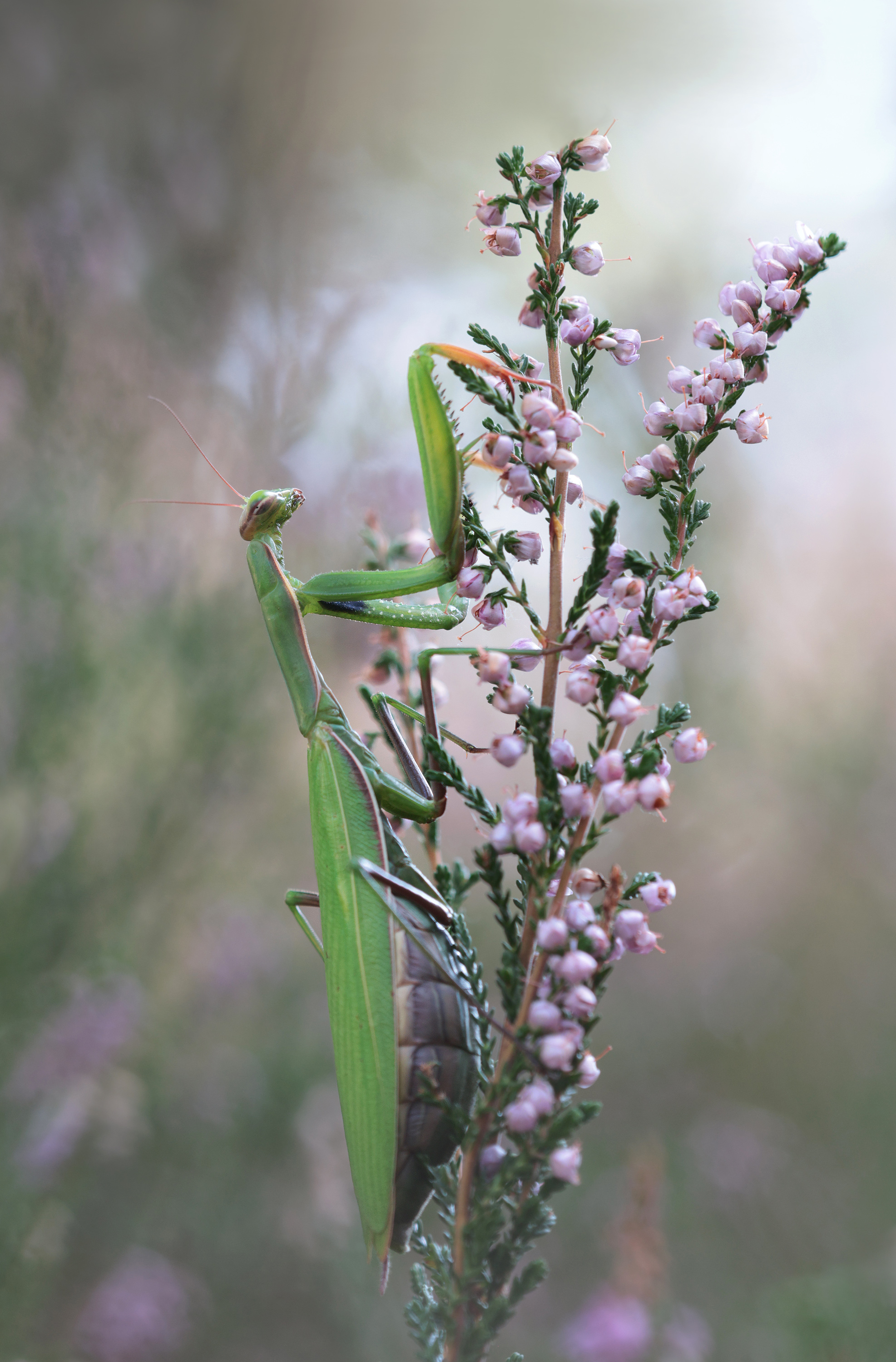 Mantis religiosa