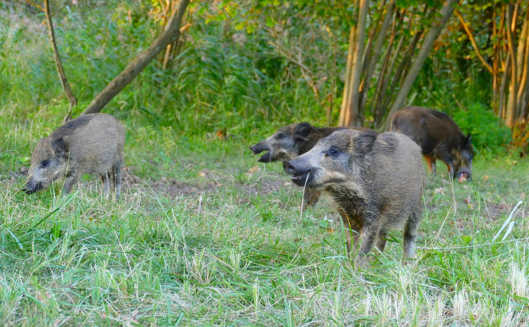 Eine Schweinerei.