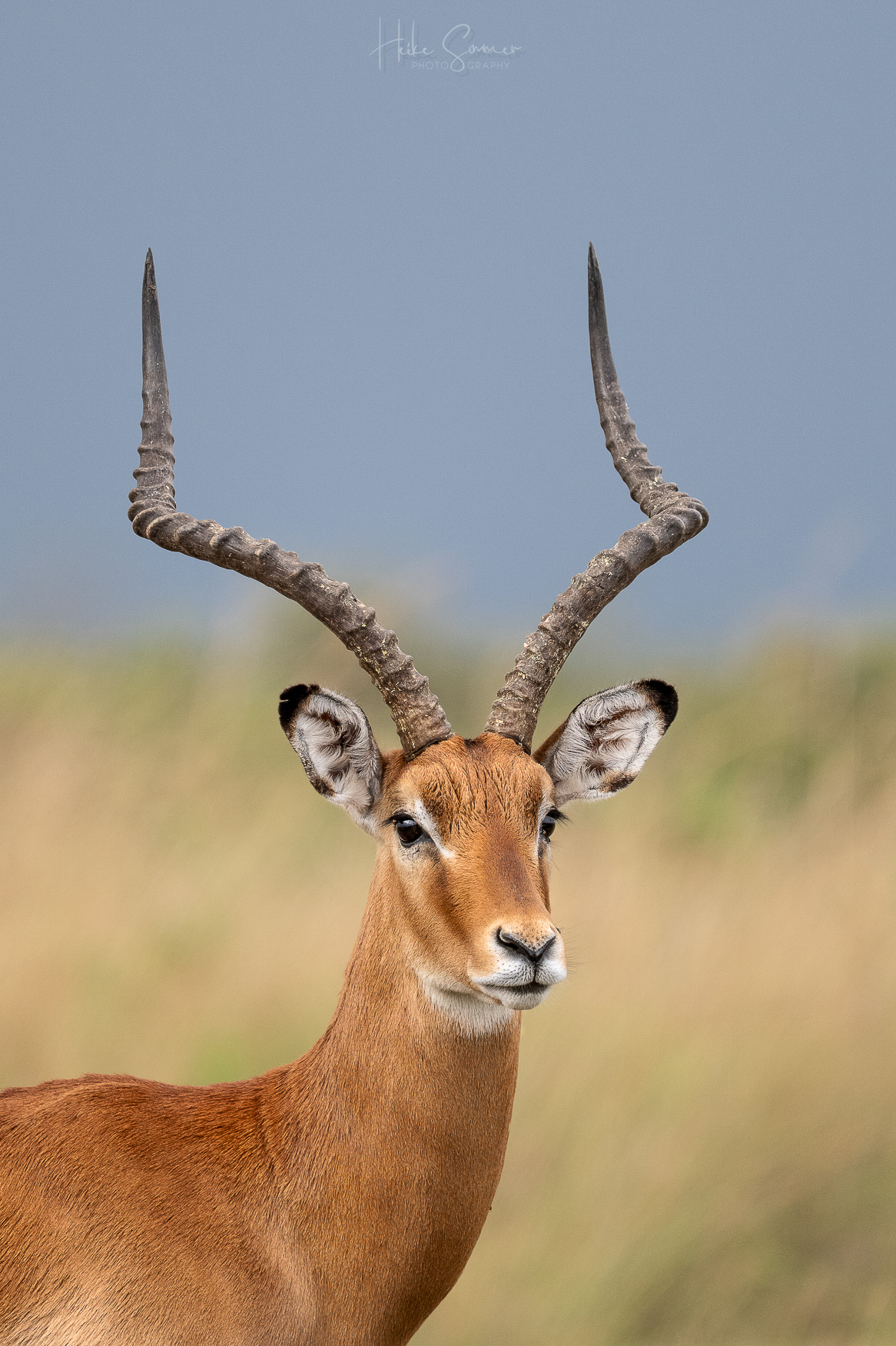 Impala-Bock