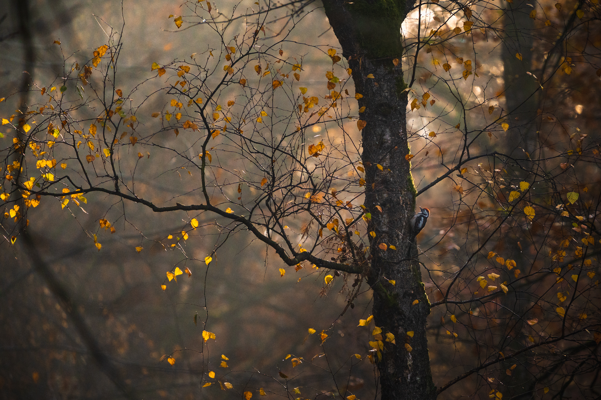 Morgens im Wald