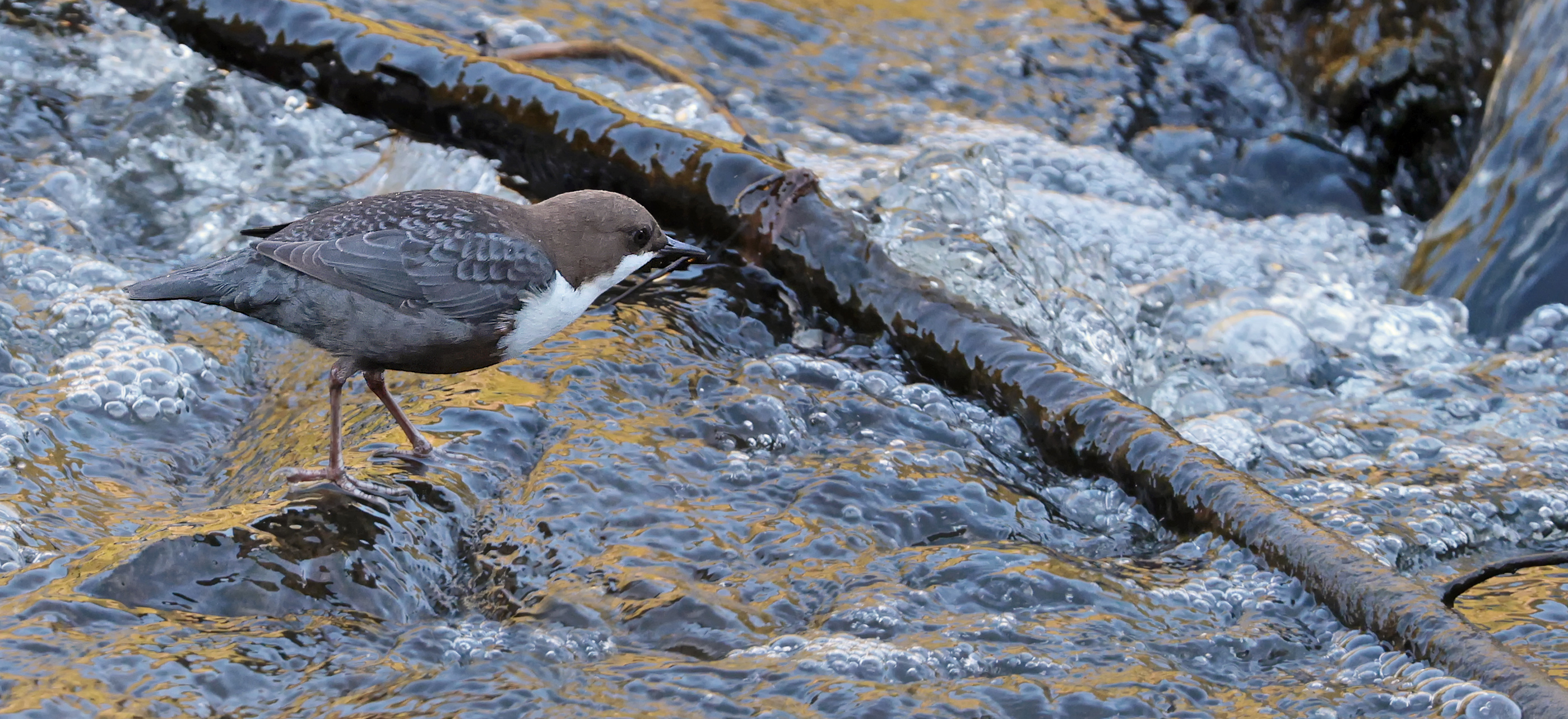 Wasseramsel