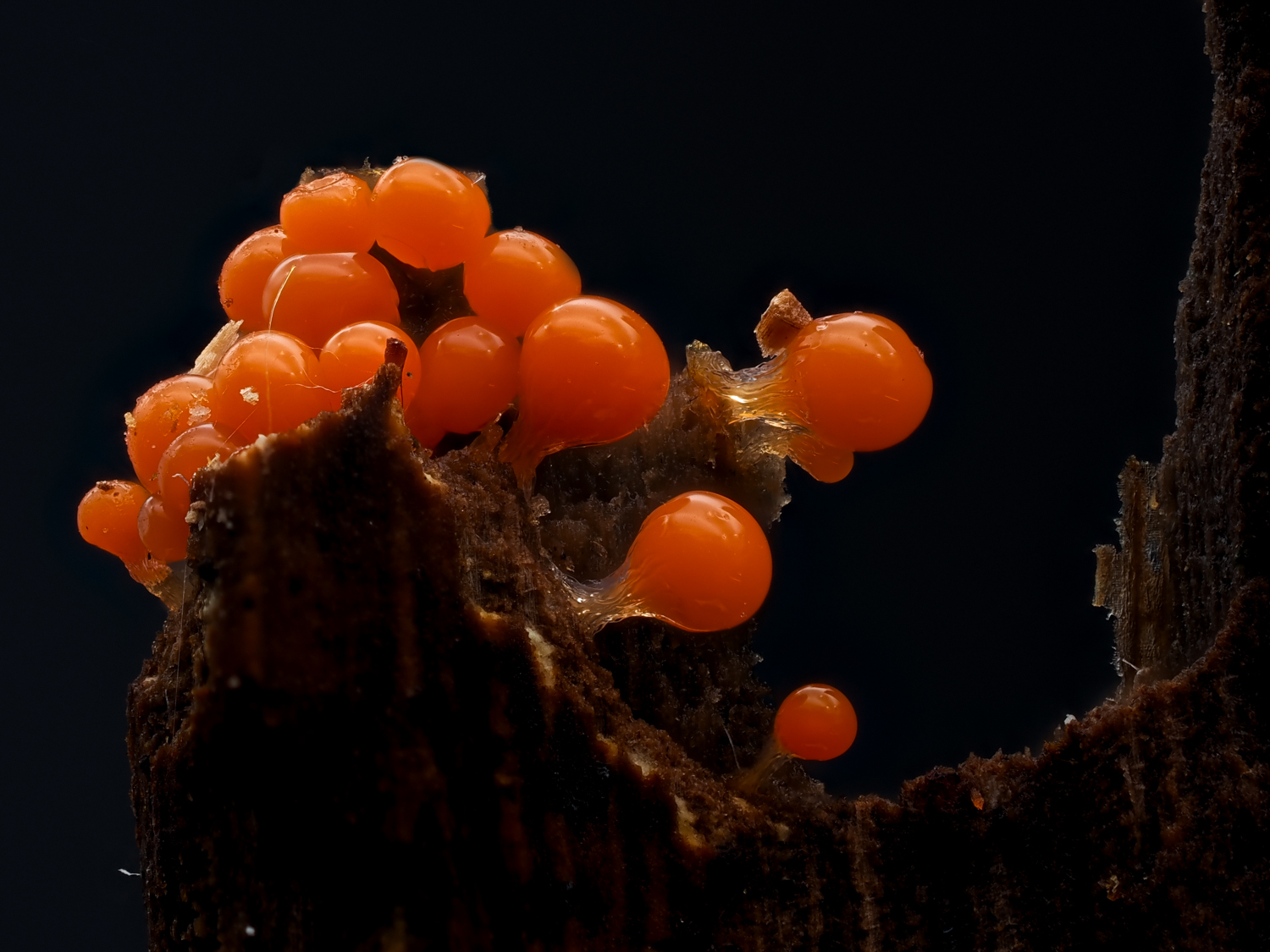 Rotköpfiger Schleimpilz