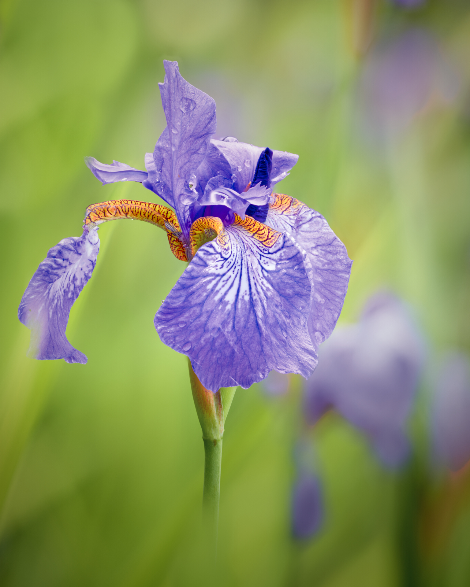 Sibirische Schwertlilie