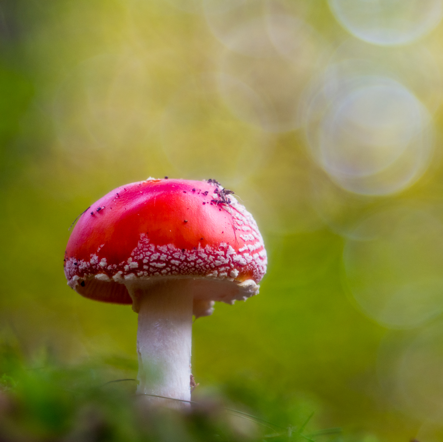 Fliegenpilz