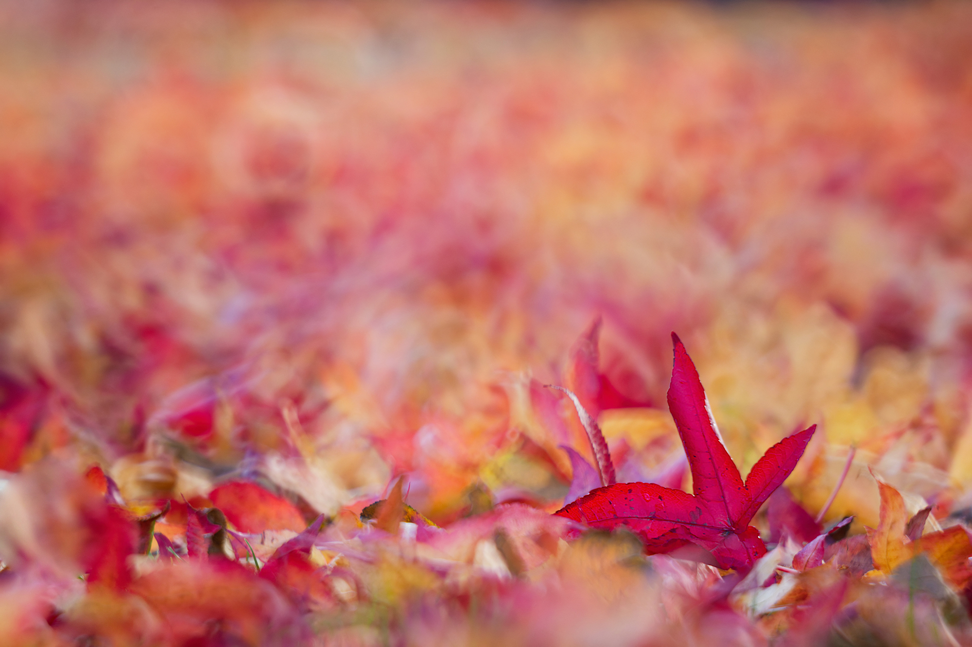 Herbstfarben