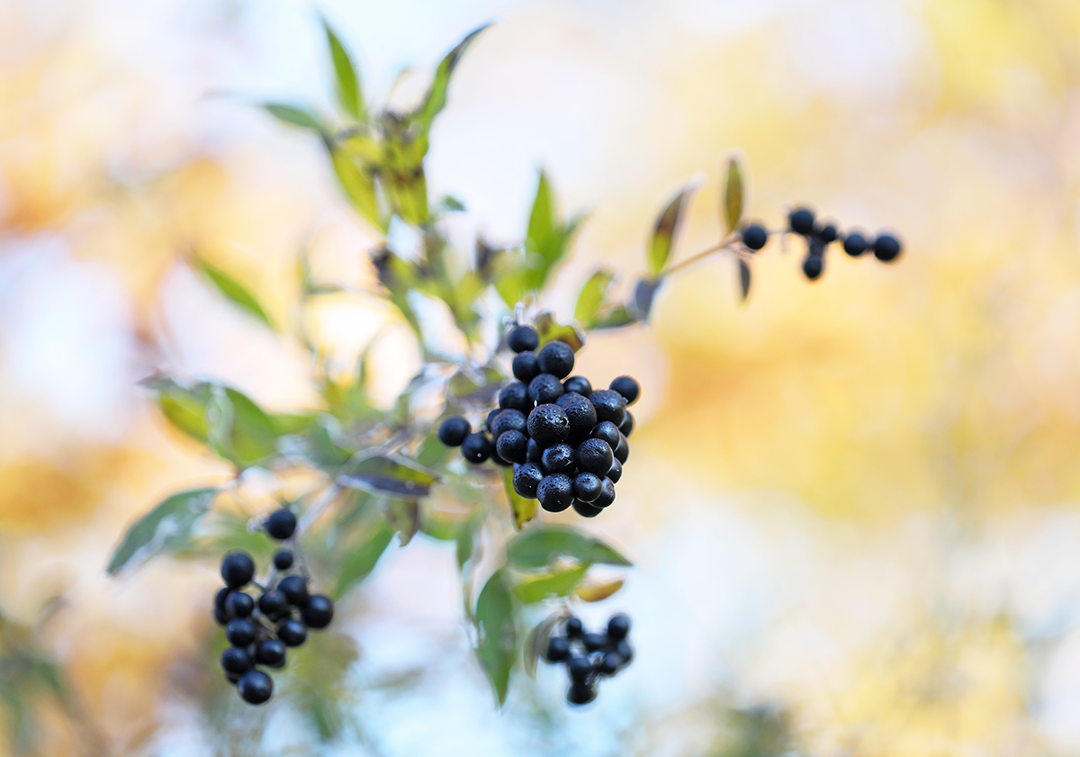 Beeren