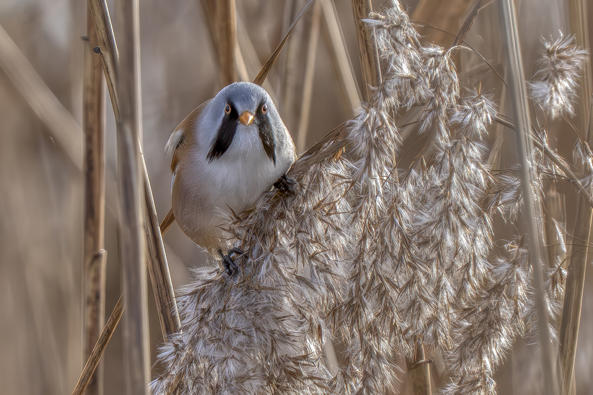 Männliche Bartmeise