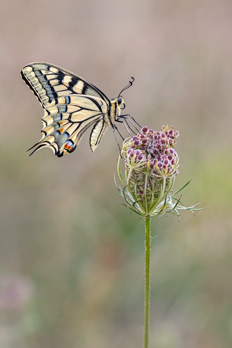 Ein Schwalbenschwanz ...