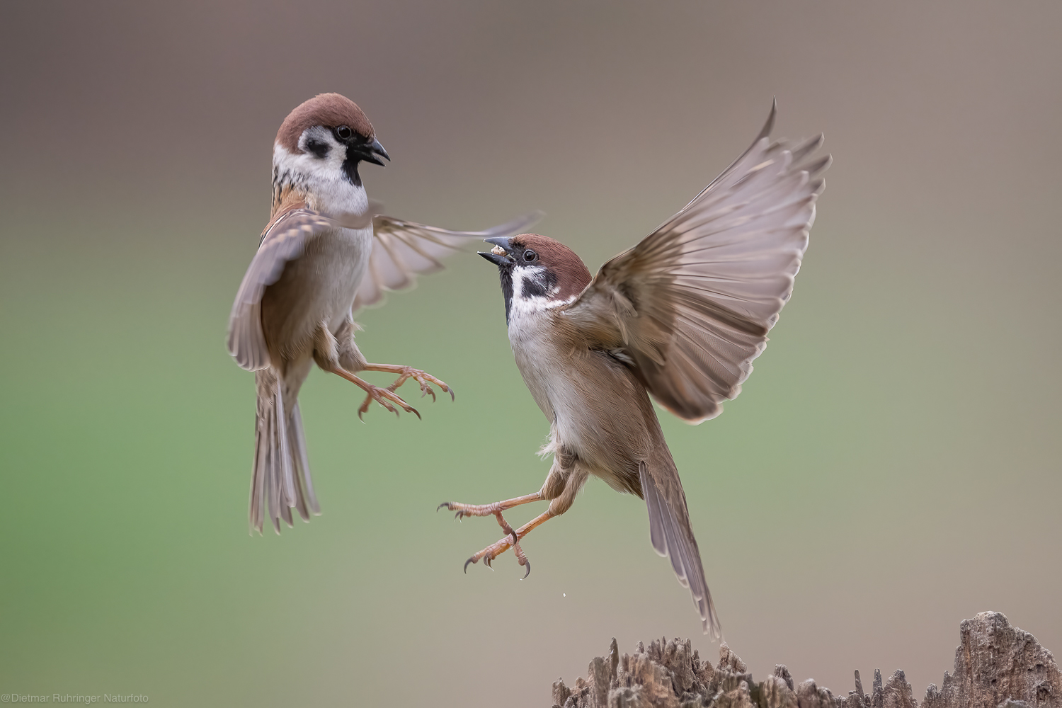 Tanz der Spatzen