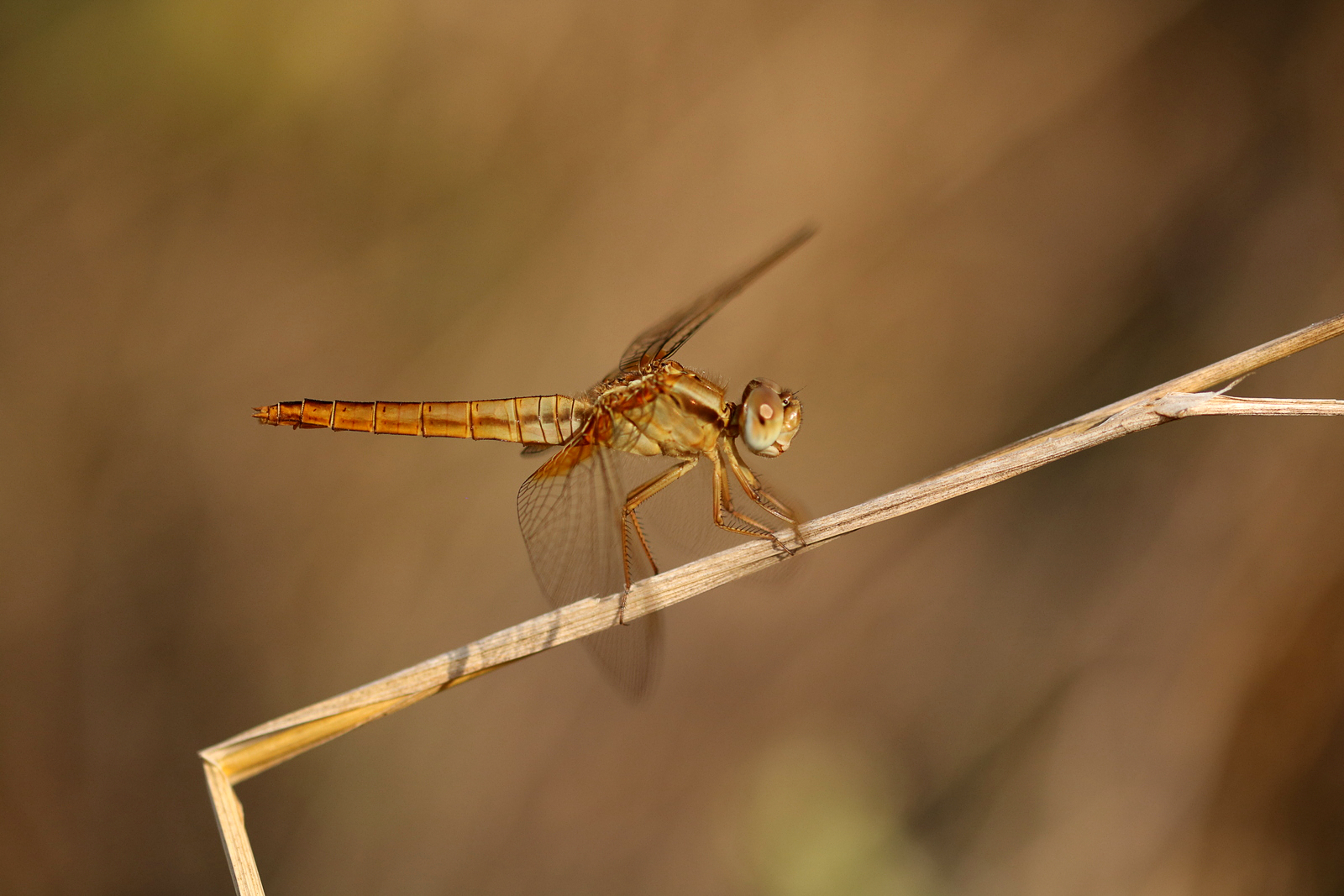 Feuerlibelle