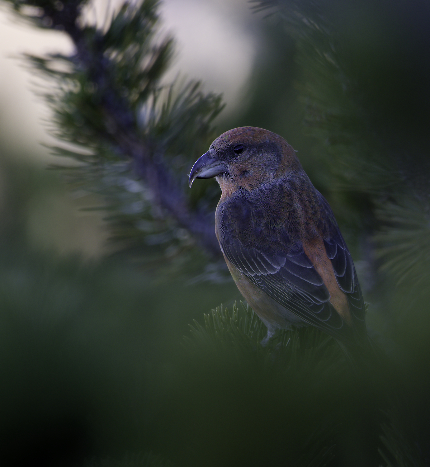 Fichtenkreuzschnabel