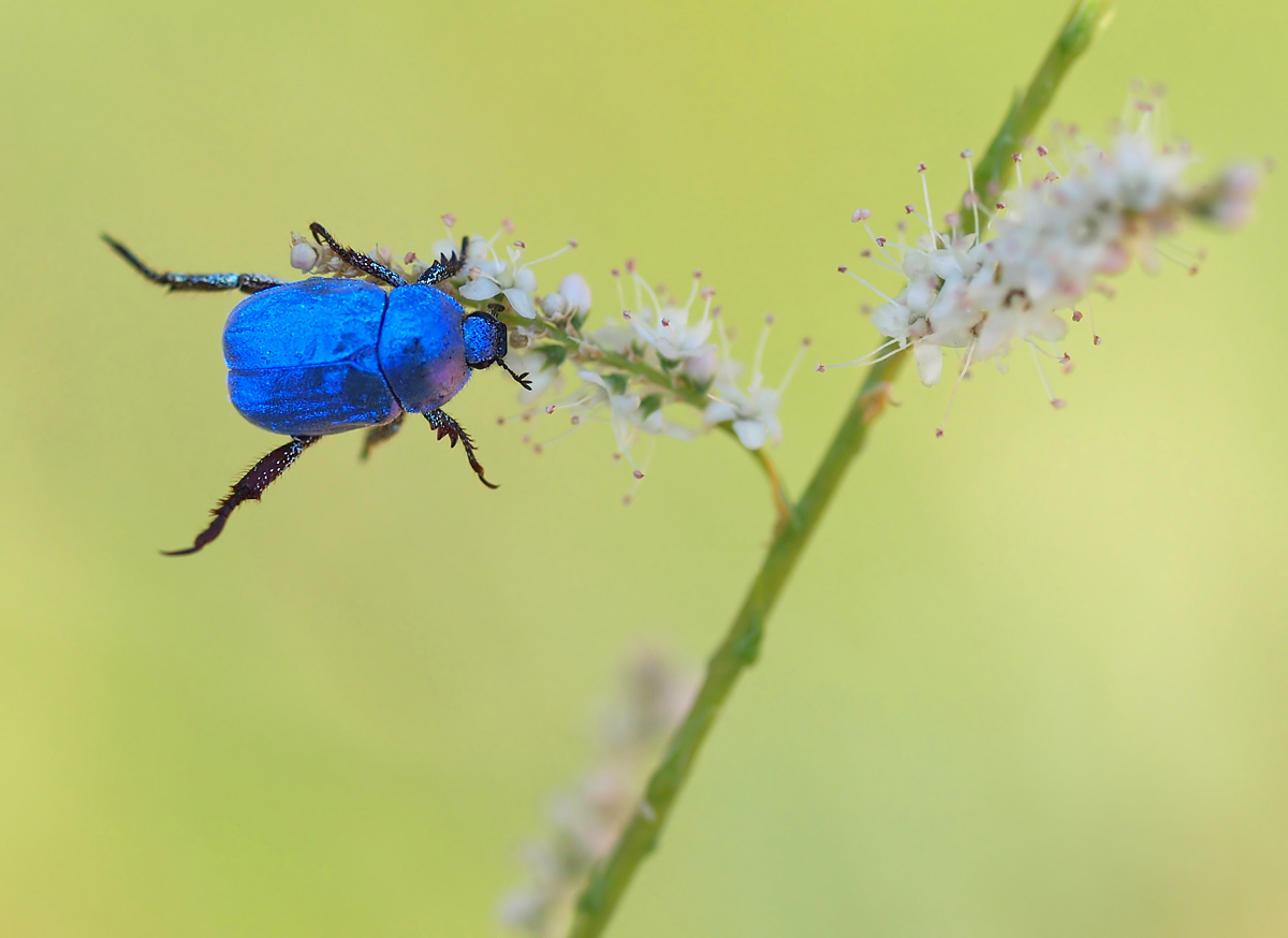 Hoplia coerulea