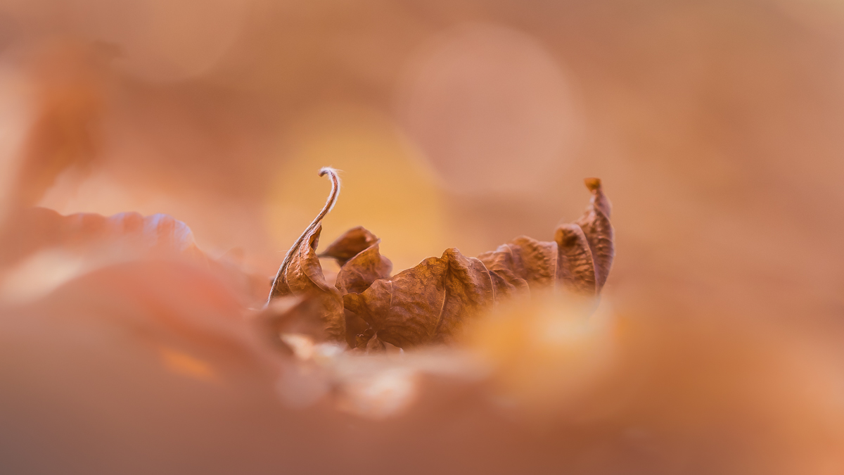 Im Blättermeer ein Vikingerschiff