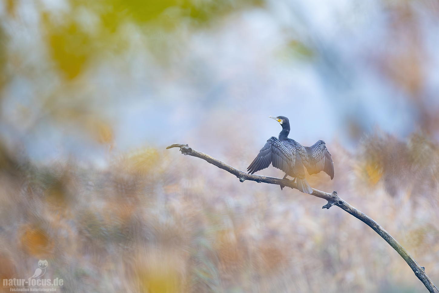 Ein Kormoran (Phalacrocorax carbo) in typischer Pose