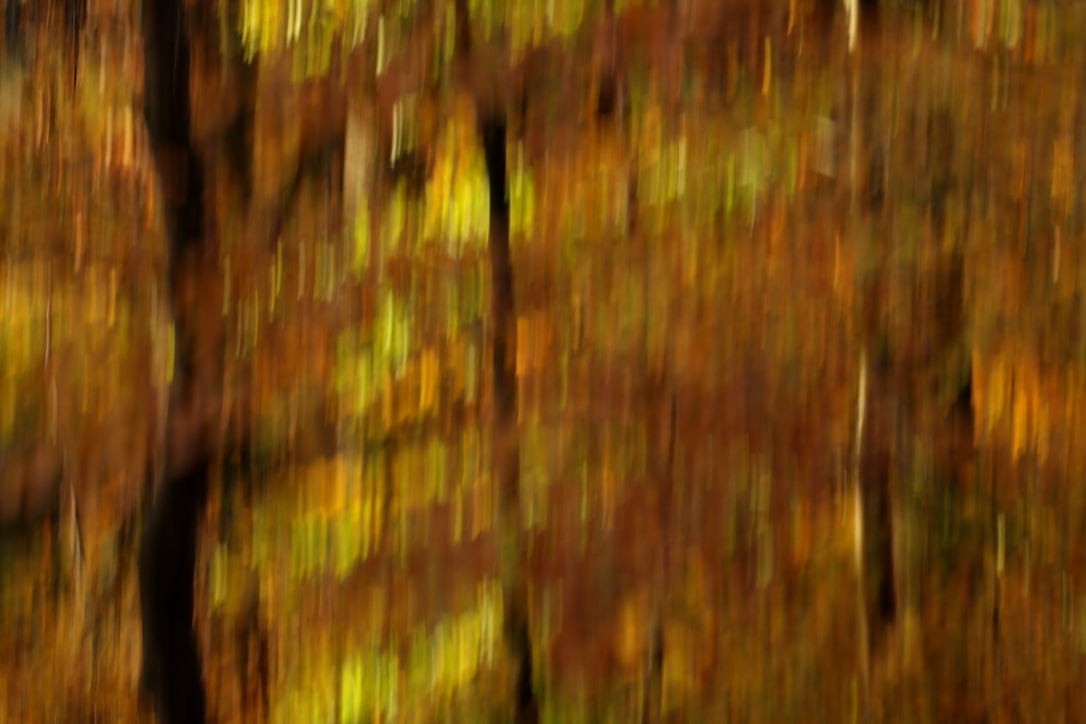 Buchen im Herbst
