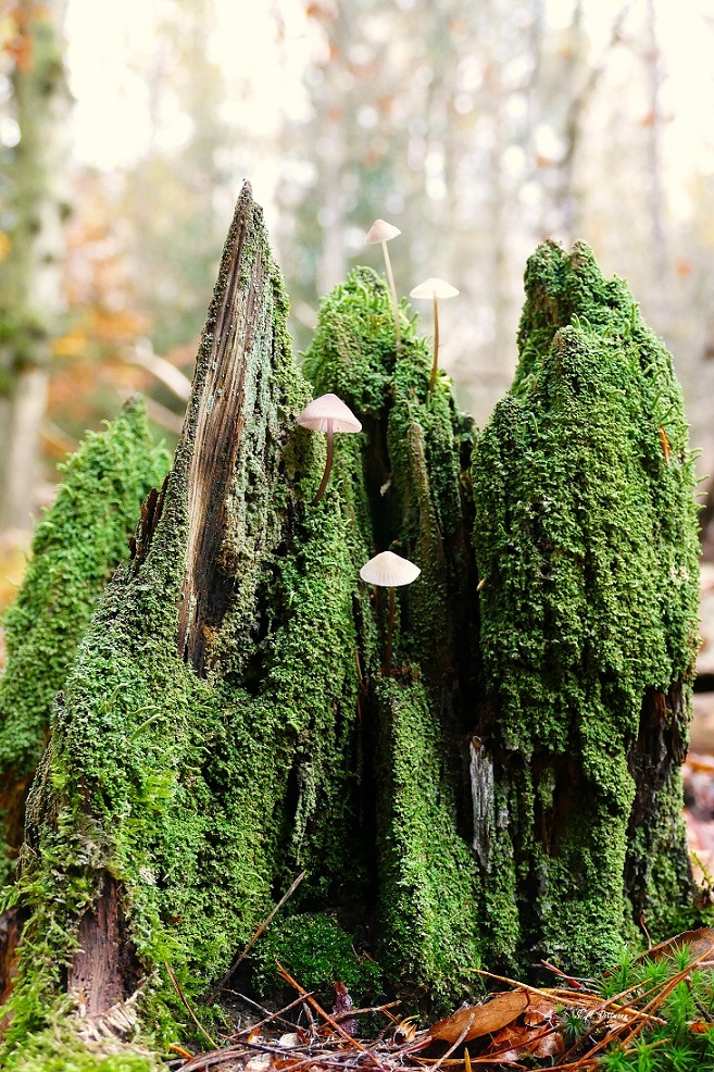 Pilze im Gebirge