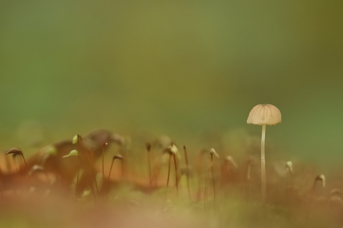 Amsel für Christine :-)