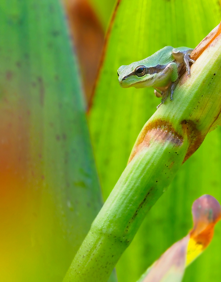 Kleiner Laubfrosch im Umfeld