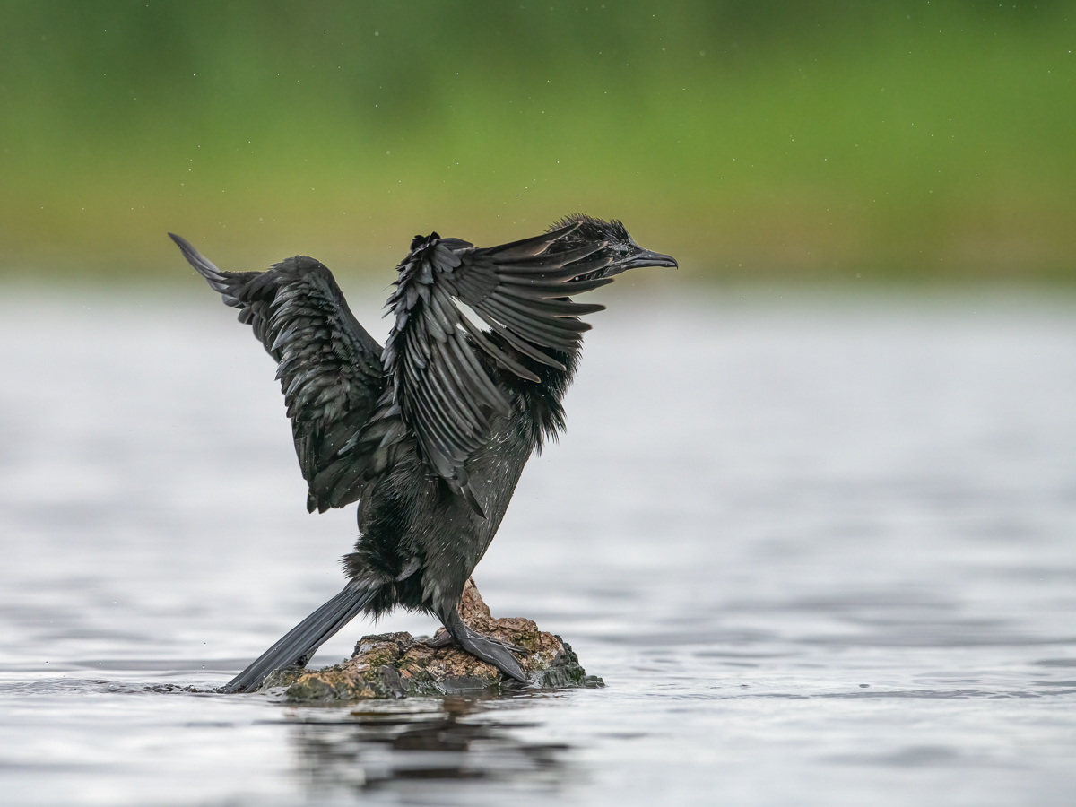 Zwergscharbe und Sauwetter