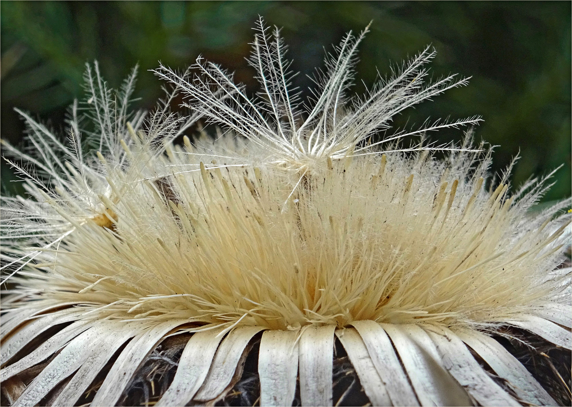 Silberdistel