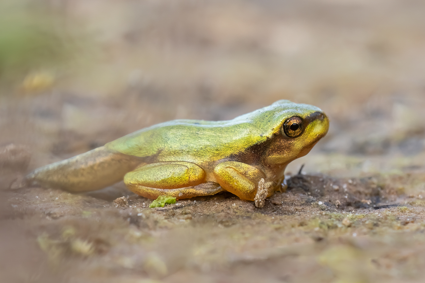 Laubfrosch-Baby beim Landgang