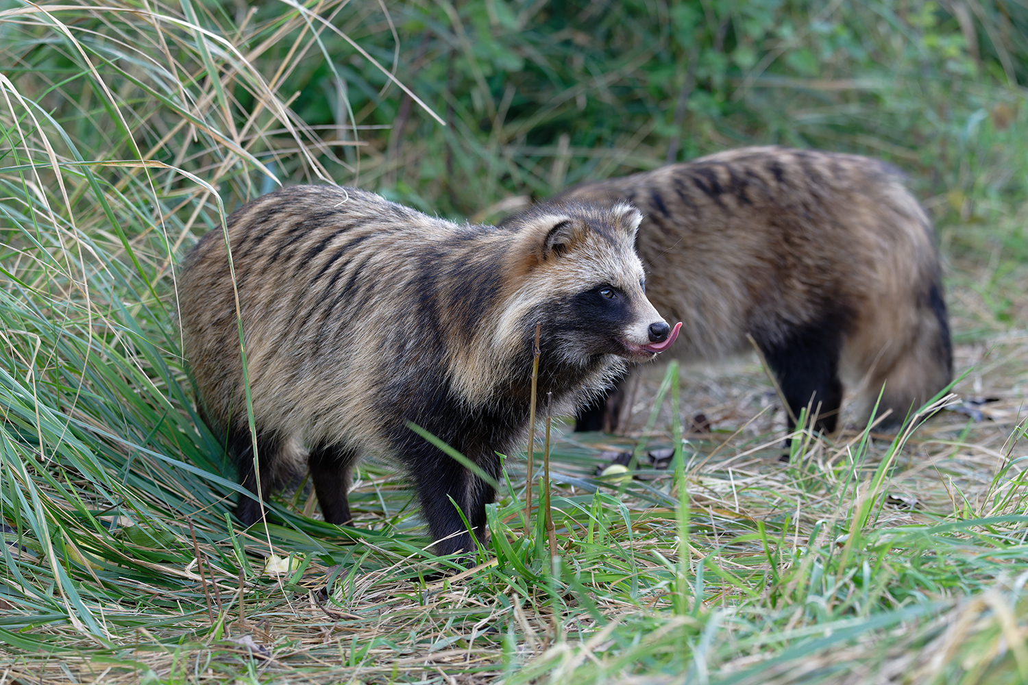 Man konnte hören wie es schmeckt