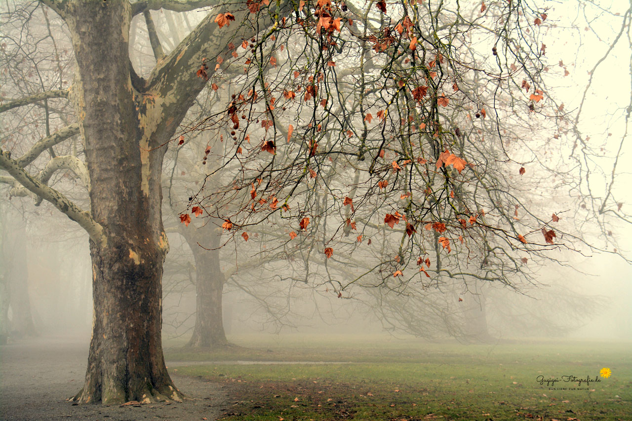 Novemberblues