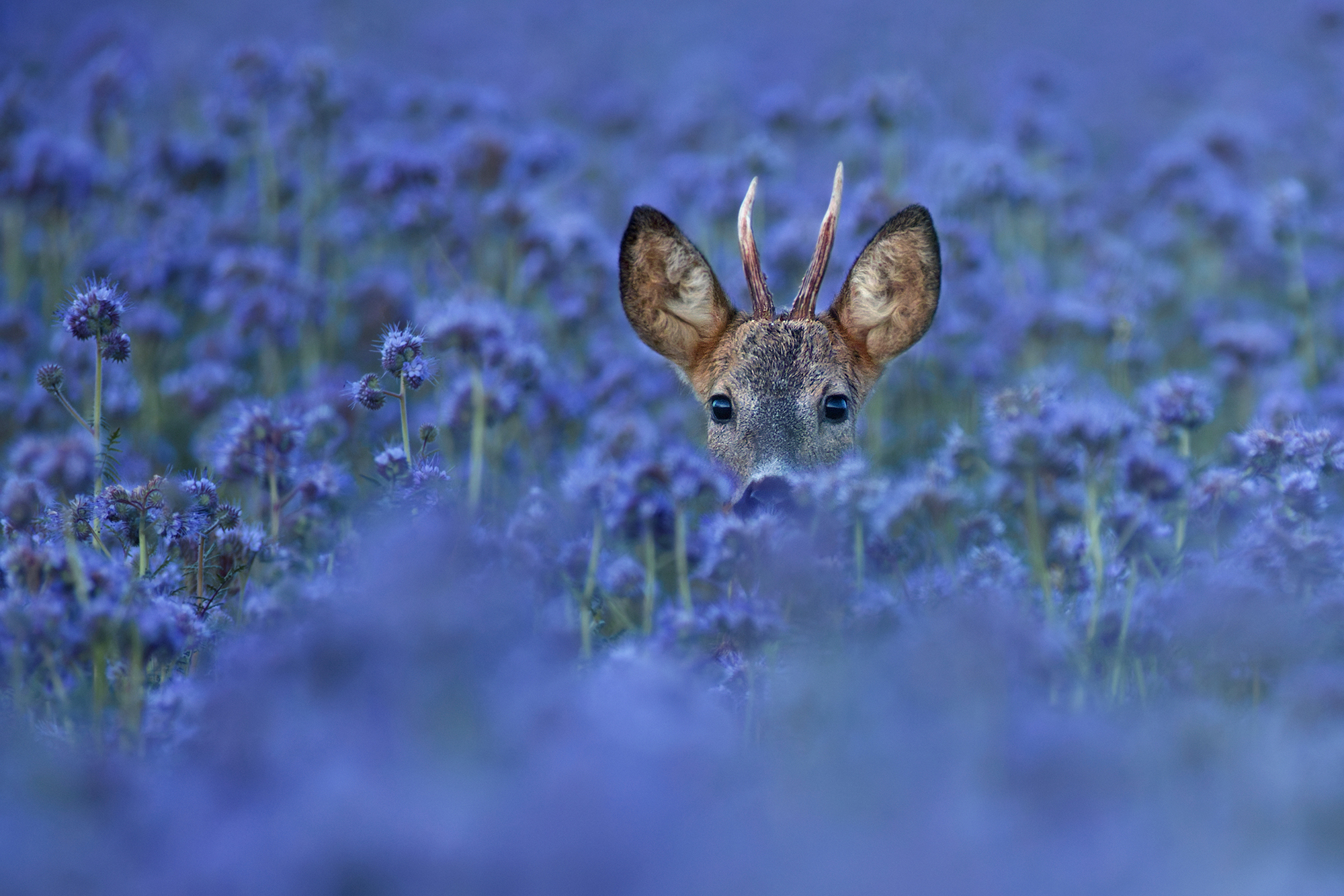 im Bienenfreund