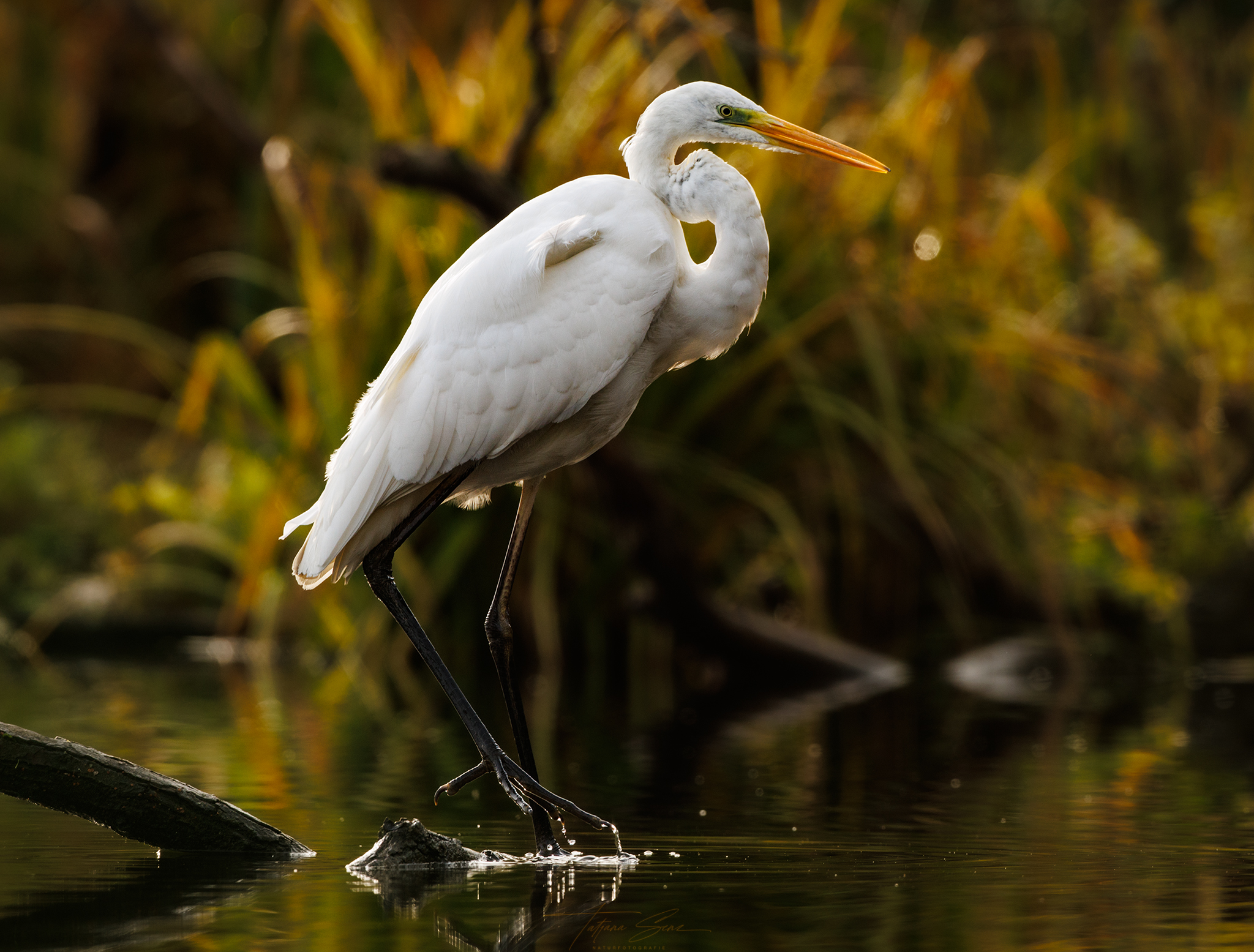 Geschenktes Vetrauen