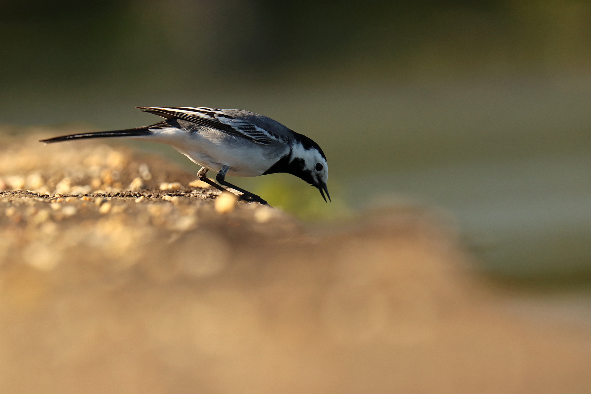Bachstelze morgens am See