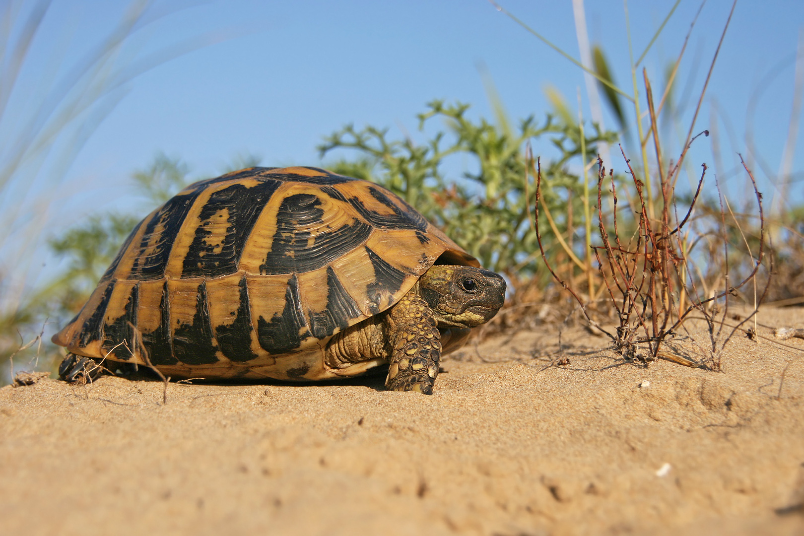 Griechische Landschildkröte