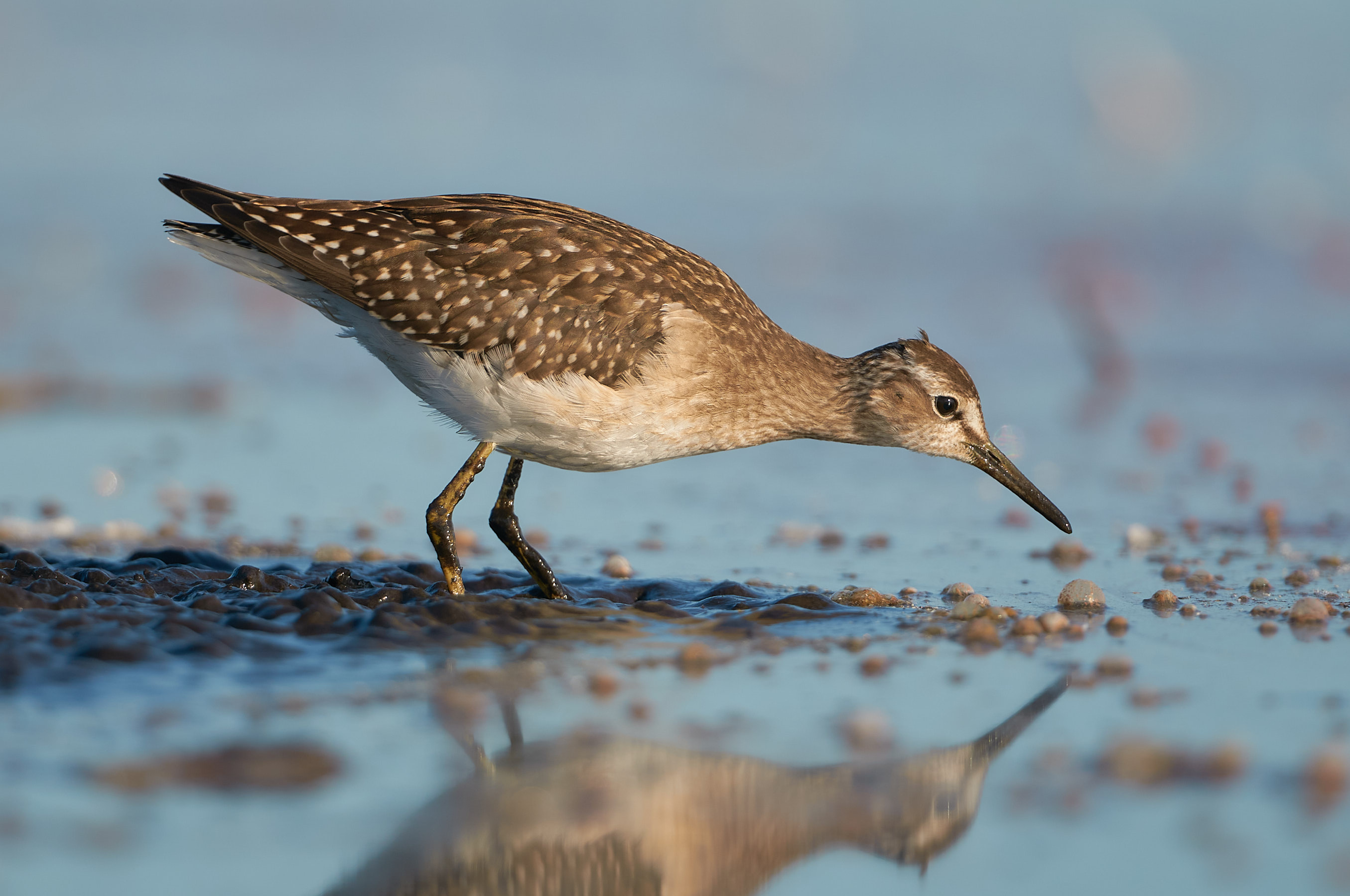 Bruchwasserläufer