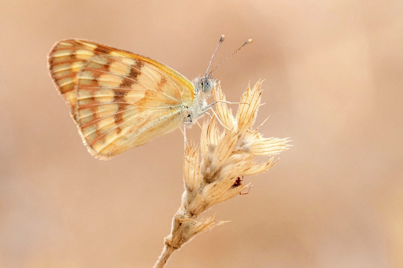 Veined orange