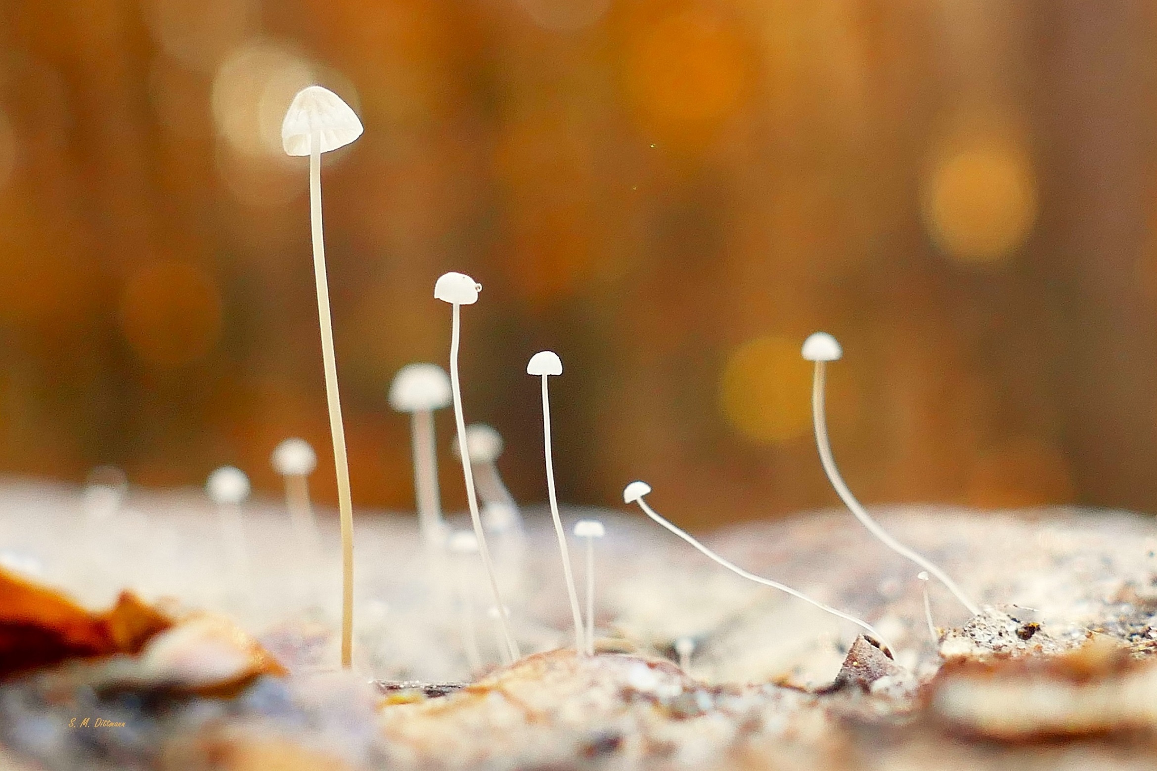 Buchenblatt-Helmlinge