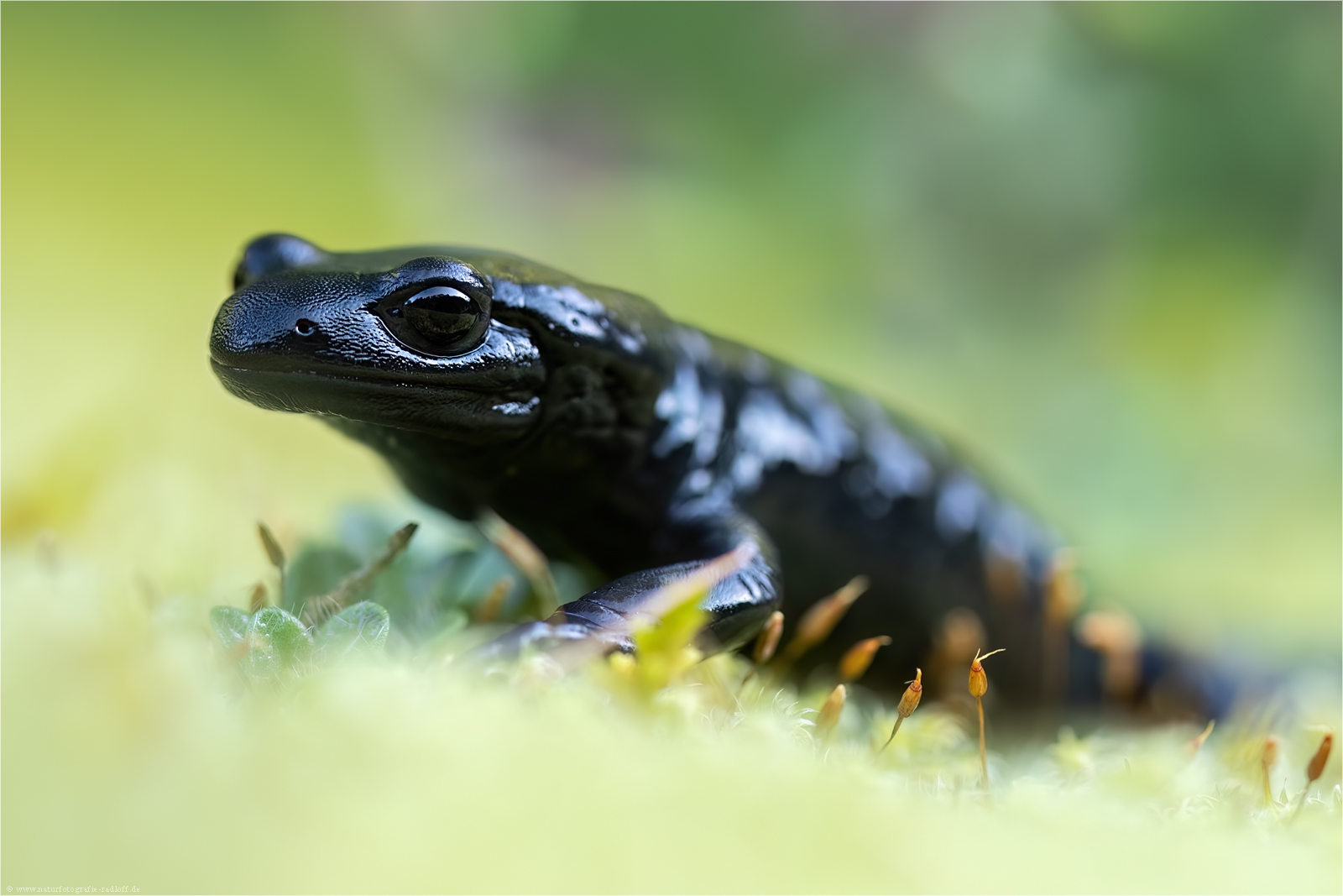 ~ Lurch des Jahres 2026 ~