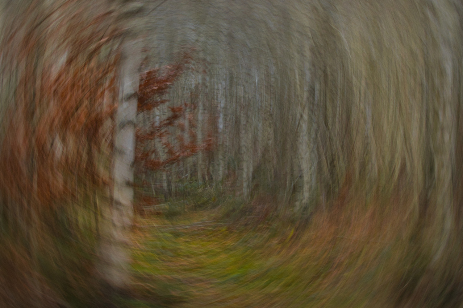 Im Birkenwald